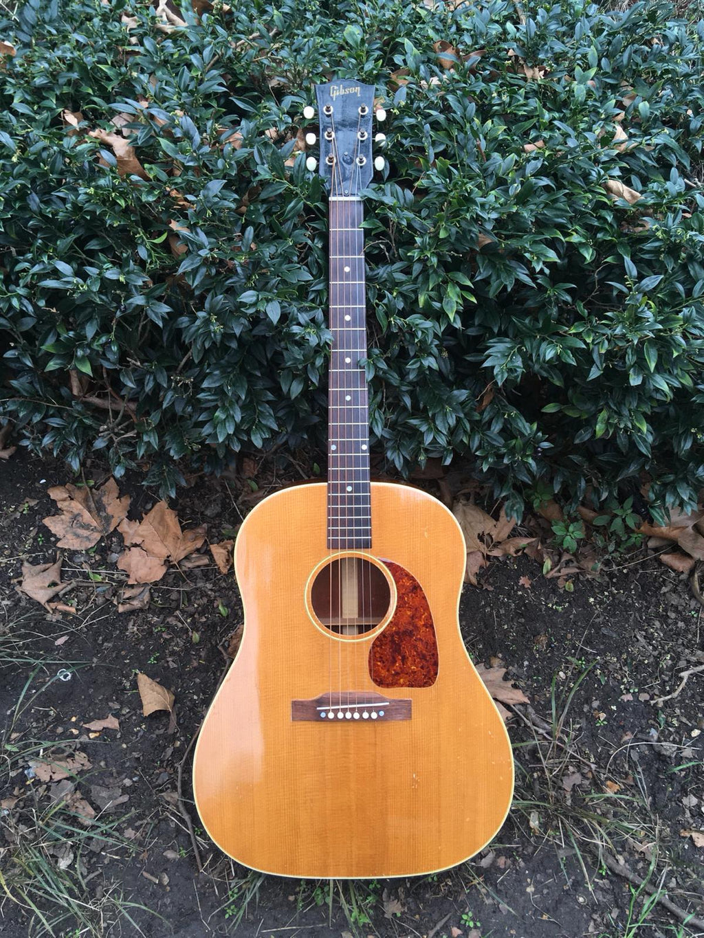 1952 Gibson J50 Acoustic